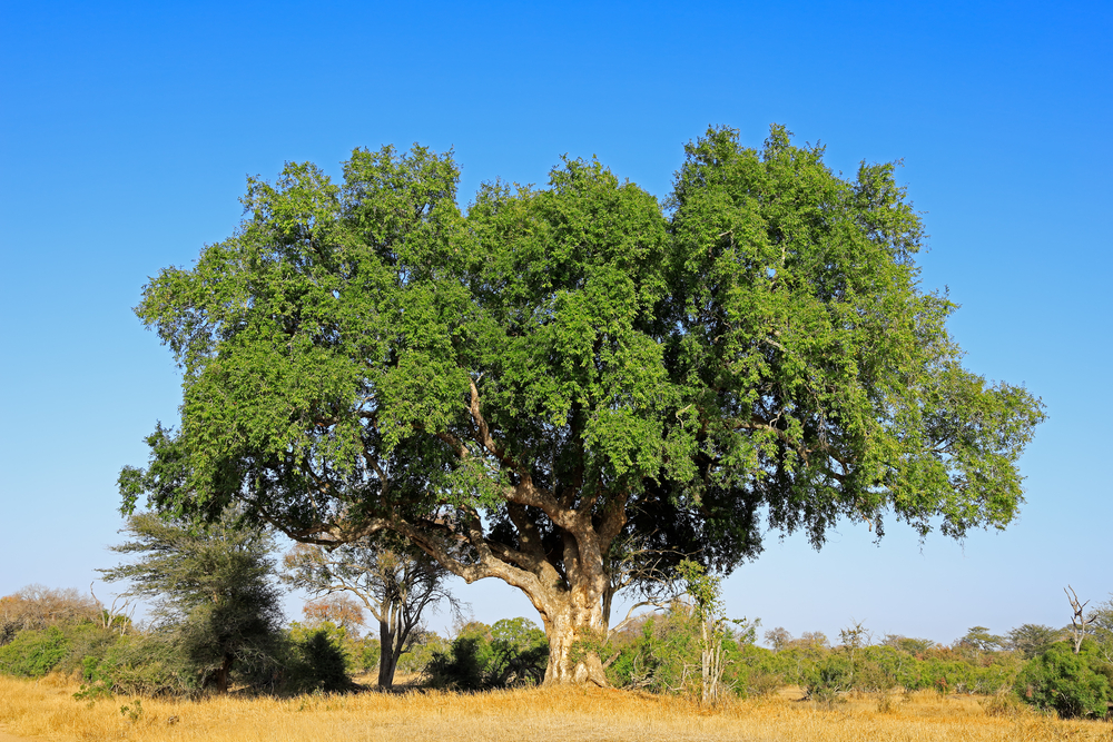 شجرة الجميز